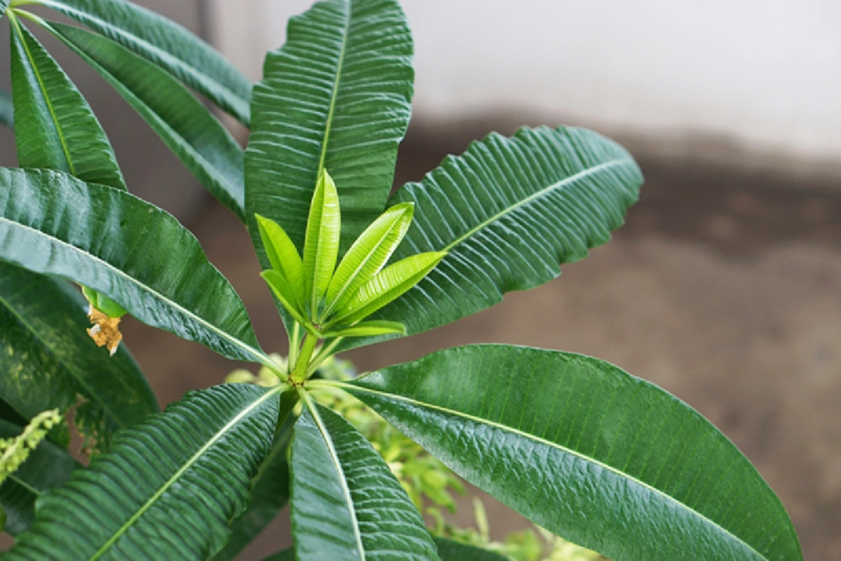 ต้นตีนเป็ด พืชที่มีดีกว่าแค่กลิ่น มีประโยชน์มหาศาล