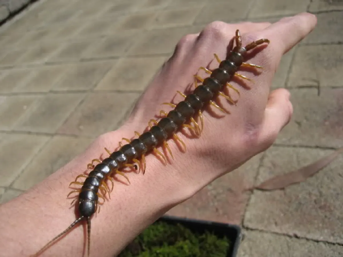 ใครยังไม่รู้...ต้องอ่าน!! เผยวิธีแก้พิษ "ตะขาบ" ทำเองได้เลยง่ายๆ รับลองหายแน่นอน อ่านแล้วแชร์บอกต่อ