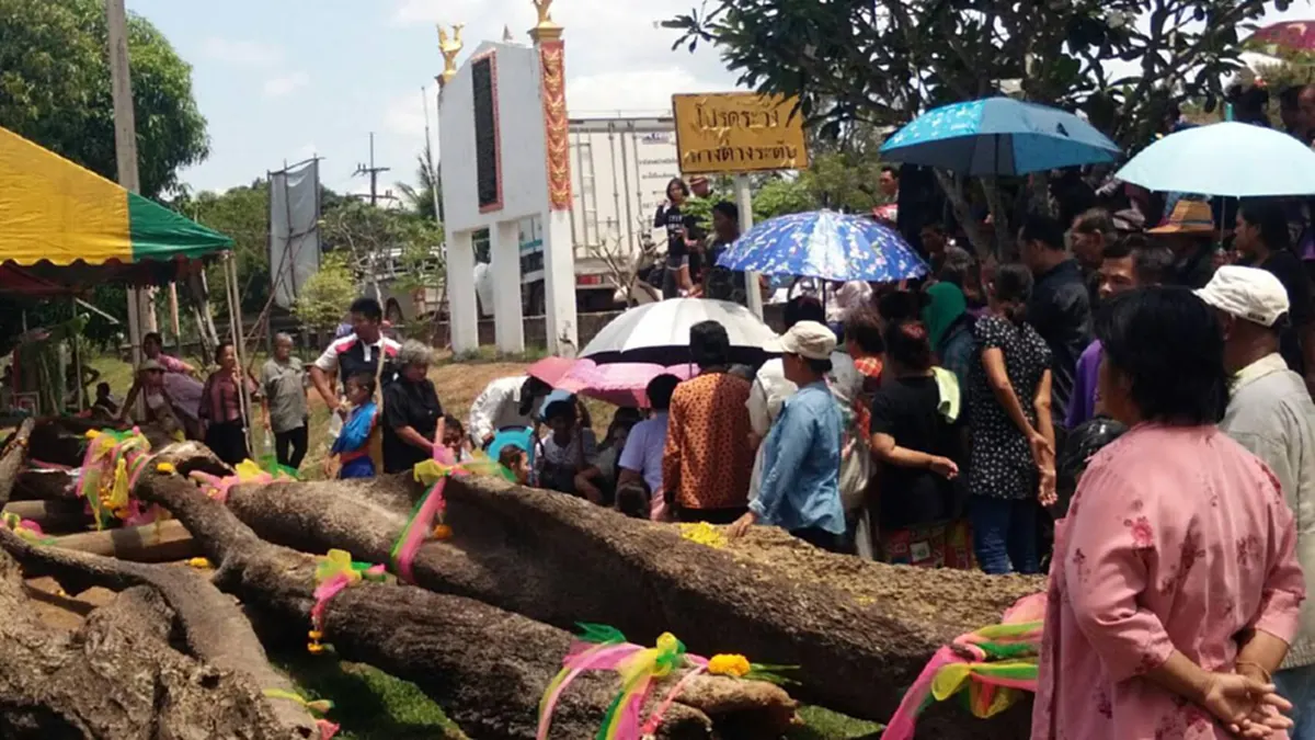 ขนลุกซู่!! ชาวบ้านทำพิธีเชิญ“ต้นตะเคียน9ต้น” ขึ้นจากน้ำ หลังชาวบ้านฝัน ครอบครัวเจ้าแม่ให้นำขึ้นจากน้ำ คอหวยแห่ส่องเลข ได้เต็มๆ 2ตัวเด็ด!!