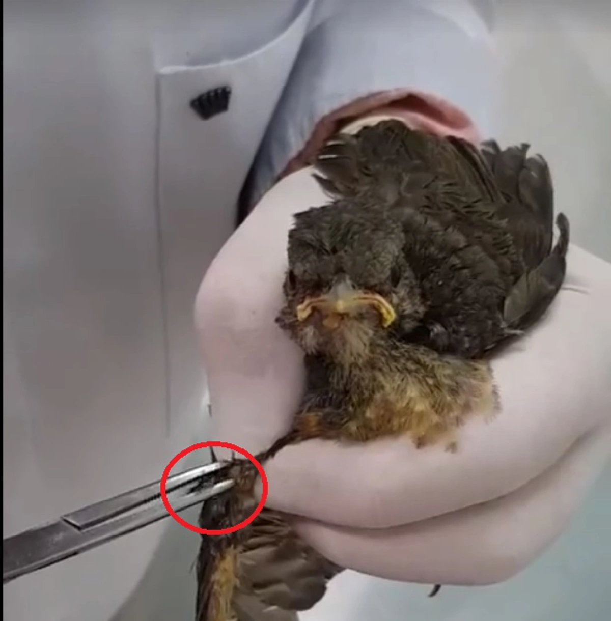 ถึงกับขนลุก!!! เปิดคลิปนาทีสัตว์แพทย์ทำการช่วยเหลือ ดึงหนอนออกจากหัวนก งานนี้เห็นแล้วสงสารจับใจ