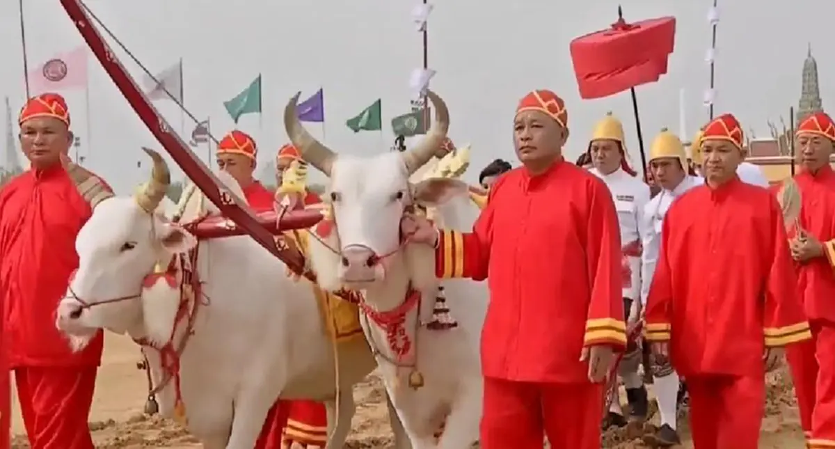 พระโคเพิ่ม พระโคพูล กินข้าว น้ำ หญ้า