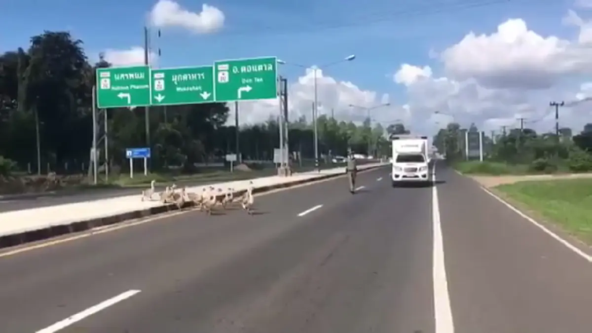 ชื่นชมหัวใจ เปิดคำพูดซึ้ง "ตำรวจใจดี" โบกรถให้ฝูงห่านข้ามถนน เผย "ทุกชีวิตมีค่า ไม่ว่าคนหรือสัตว์ต้องช่วยเหลือกัน"