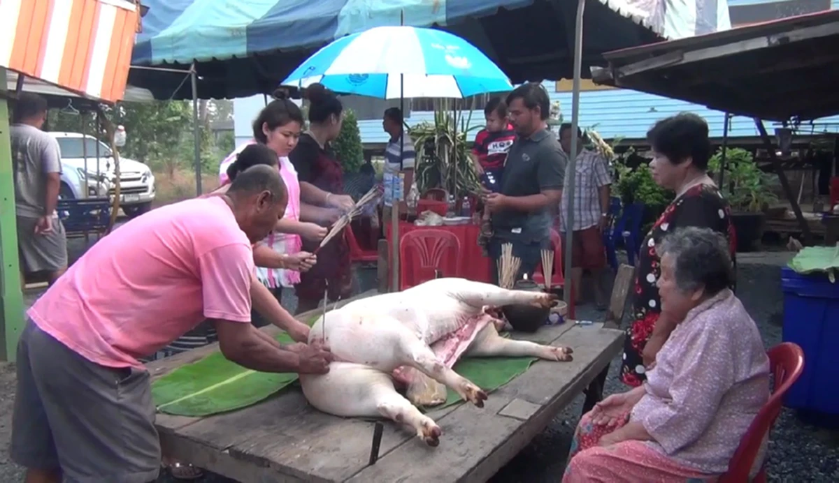 หาดูยากเข้าไปทุกที!! อ่างทองล้มหมูเซ่นไหว้ สืบสานประเพณีมอญโบราณ "แก้ผีโรง" เมื่อลูกคนโตพูดคำว่า "หมู" ได้