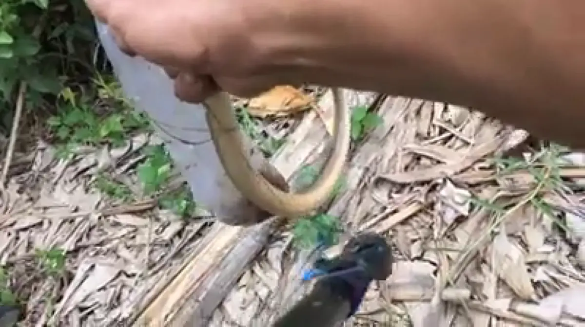 หาปลาแบบโบราณ เห็นรูเล็กๆ หย่อนเบ็ดแป๊บเดียว ได้ตัวกลับบ้าน (คลิป)