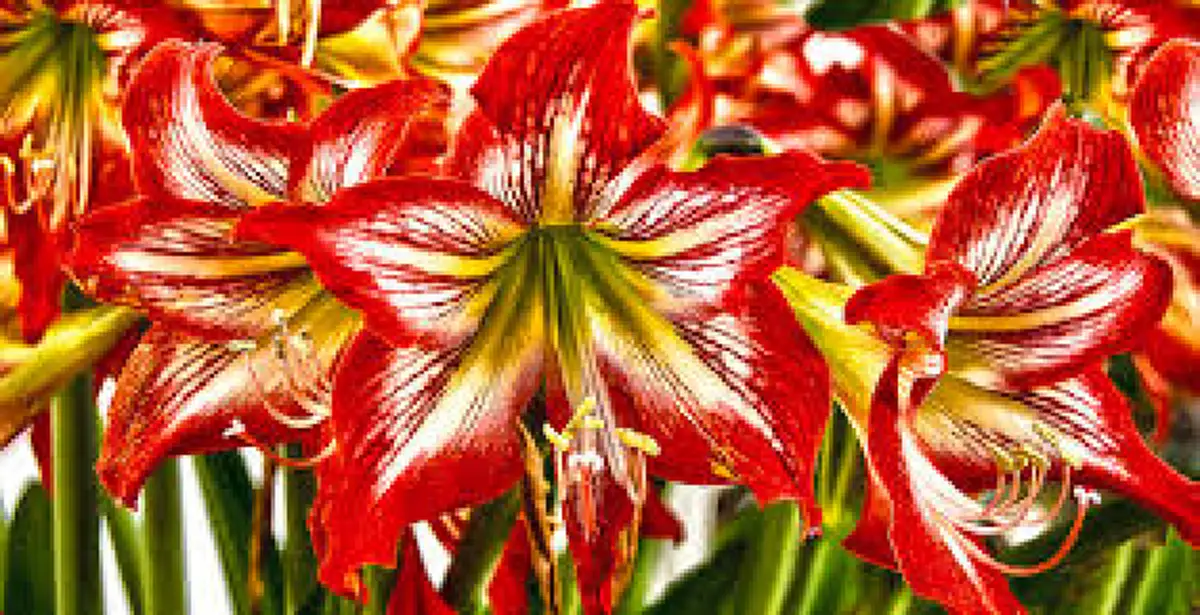 "ว่าน" ประจำวันเกิด พร้อมบทสวดและวิธีบูชา ปลูกให้ถูกโฉลก เสริมโชค เสริมดวงชะตา