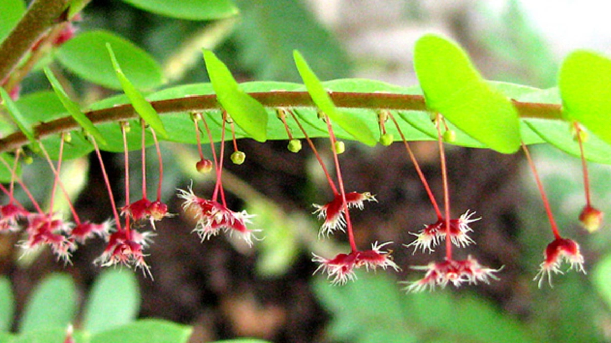 "ว่าน" ประจำวันเกิด พร้อมบทสวดและวิธีบูชา ปลูกให้ถูกโฉลก เสริมโชค เสริมดวงชะตา