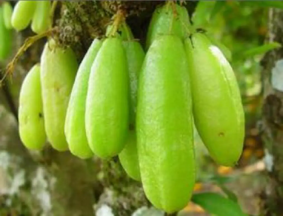 ตะลิงปลิง