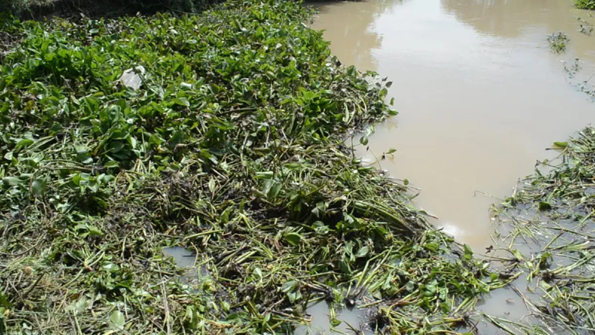 หนุ่มชลประทาน ยอมเสี่ยงชีวิต ลงน้ำไปเอาผักตบชวาออก เพื่อเปิดทางน้ำ แต่สุดท้ายโดนกระแสน้ำดูดจมหาย