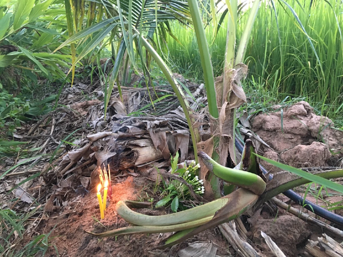 คอหวยห้ามพลาด!! ฝันเห็นหญิงสาวใส่ชุดขาว ก่อนพบยอดมะพร้าวคล้ายงาช้าง แห่ขอโชคลาภ