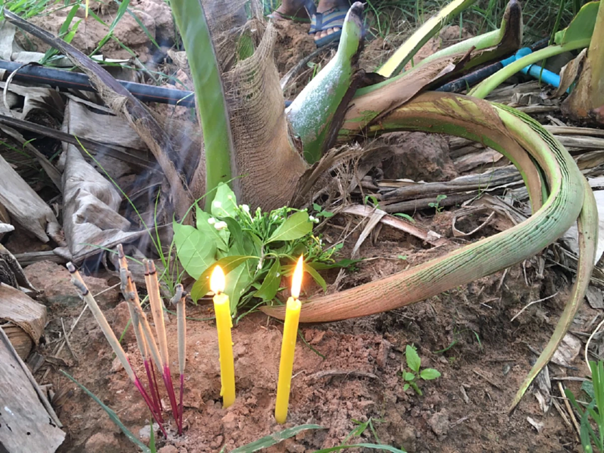 คอหวยห้ามพลาด!! ฝันเห็นหญิงสาวใส่ชุดขาว ก่อนพบยอดมะพร้าวคล้ายงาช้าง แห่ขอโชคลาภ