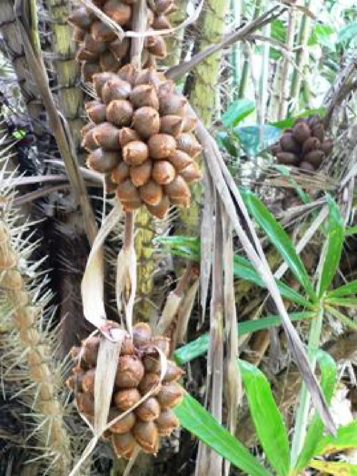 10 ต้นไม้ อัปมงคล ขัดความเจริญ โชคร้าย อาจนำโรคภัยมาสู่ผู้อยู่อาศัย