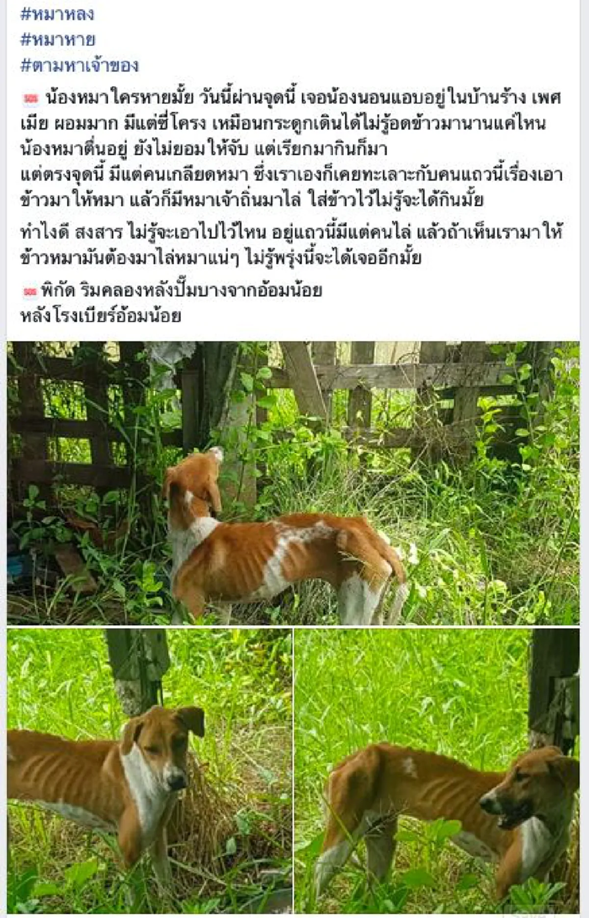สาววอนเห็นใจเจ้าตูบ หลังเจอน้องนอนแอบอยู่ในบ้านร้าง ไม่รู้อดข้าวมานานแค่ไหน