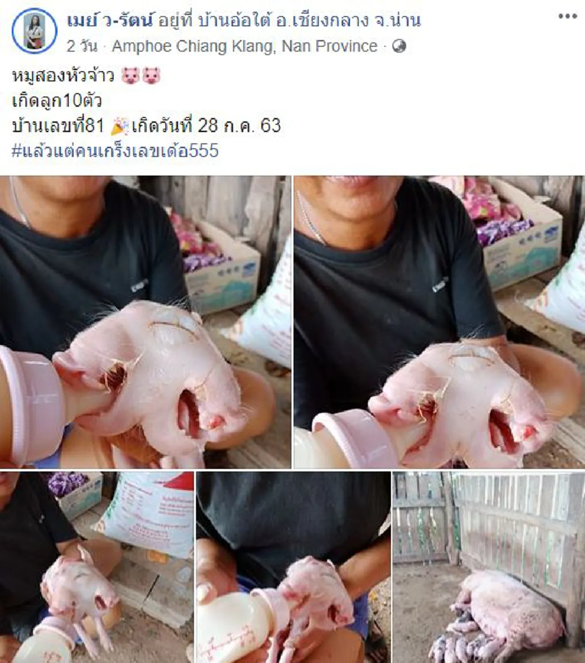 ชาวบ้านแห่ดูลูกหมู 2 หัว คลอดออกมายังมีชีวิตอยู่ เชื่อเป็นเรื่องมงคล