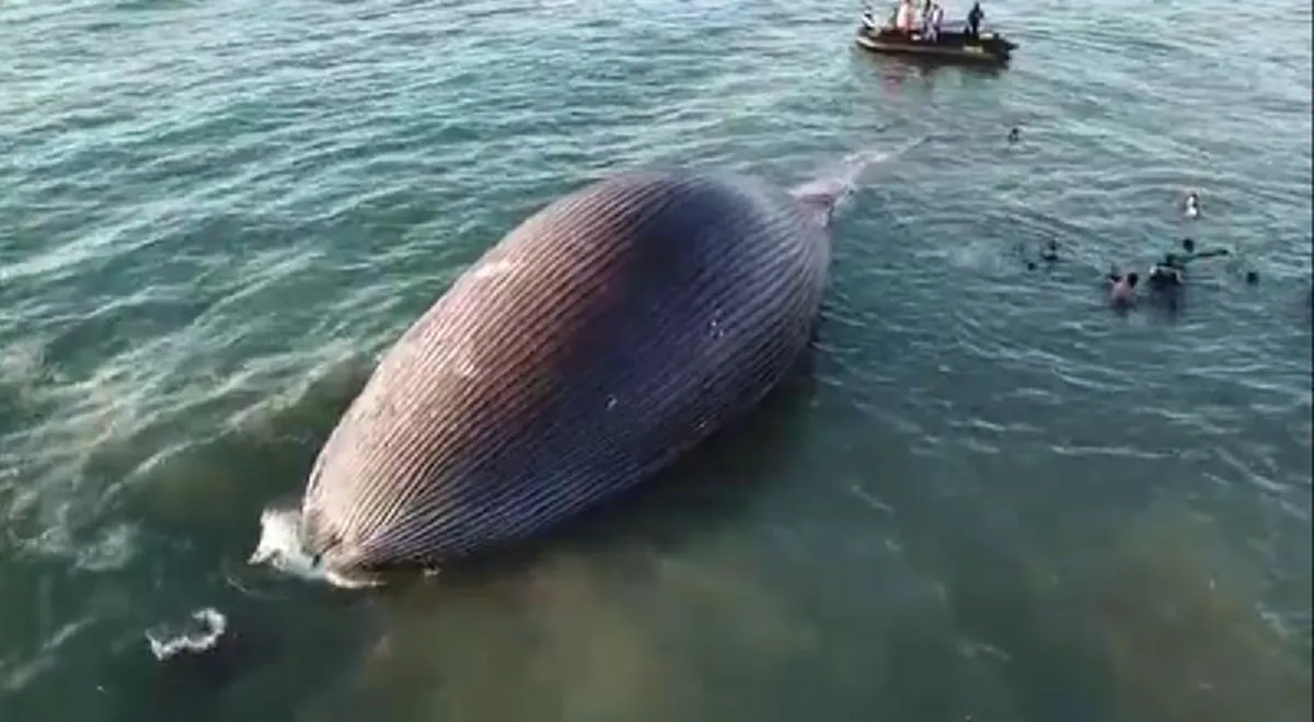ชาวบ้านพบวัตถุมหึมาขนาด 29 เมตร เกยริมหาด ก่อนเข้าไปดู มันอายุกว่า 80 ปีเข้าไปแล้ว