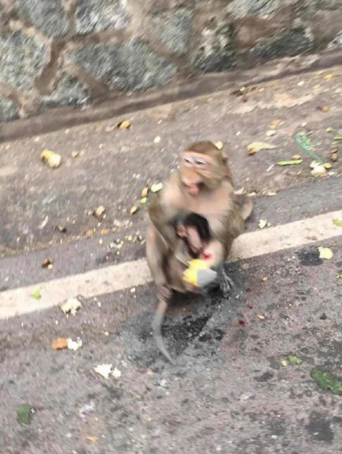 แม่ลิงแทบขาดใจ อุ้มร่างลูกลิงน้อย เสียชีวิตคาที่ ในมือยังถืออาหาร