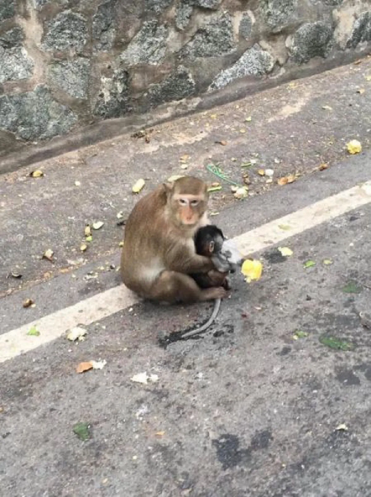 แม่ลิงแทบขาดใจ อุ้มร่างลูกลิงน้อย เสียชีวิตคาที่ ในมือยังถืออาหาร