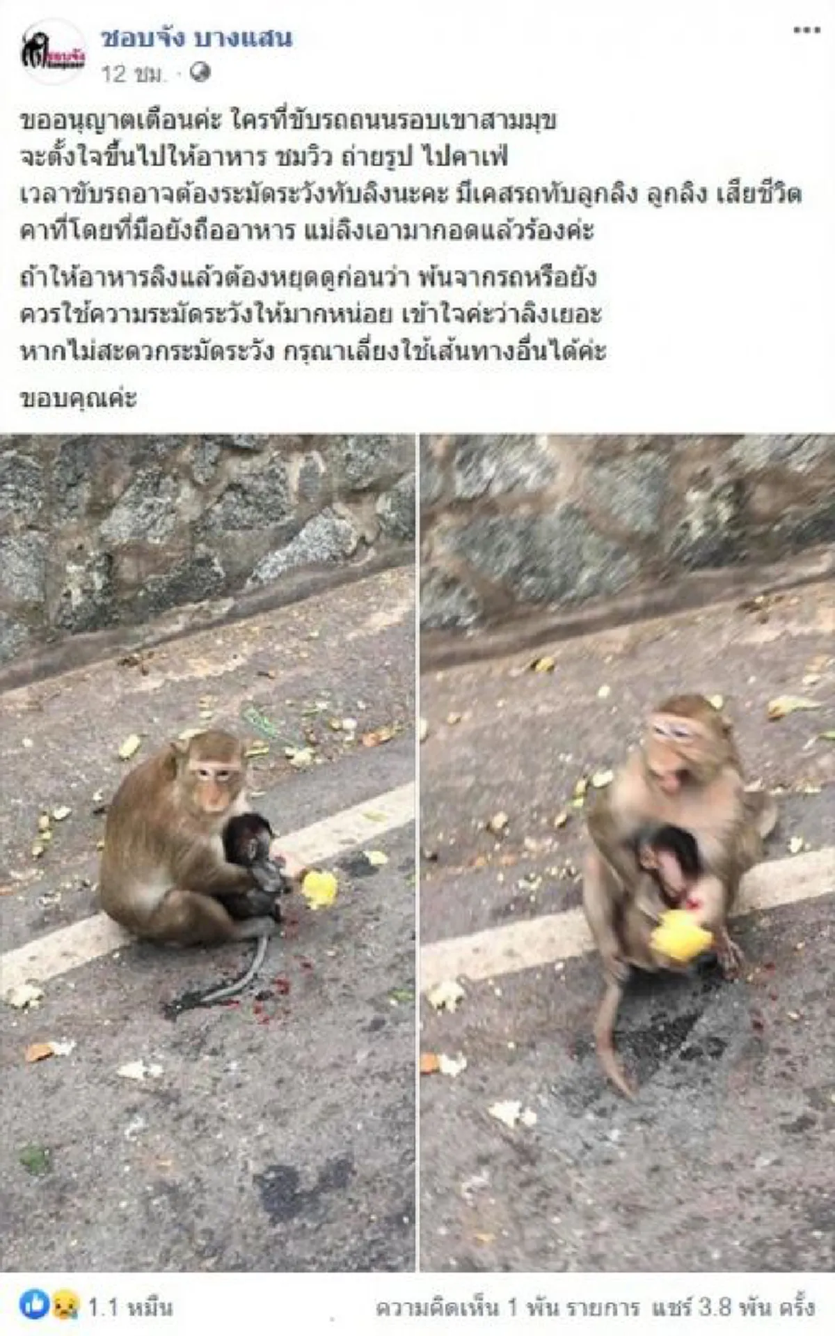 แม่ลิงแทบขาดใจ อุ้มร่างลูกลิงน้อย เสียชีวิตคาที่ ในมือยังถืออาหาร