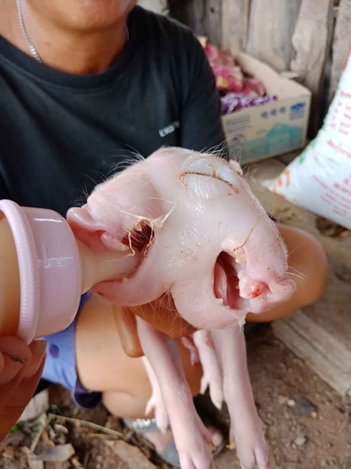 ชาวบ้านแห่ดูลูกหมู 2 หัว คลอดออกมายังมีชีวิตอยู่ เชื่อเป็นเรื่องมงคล