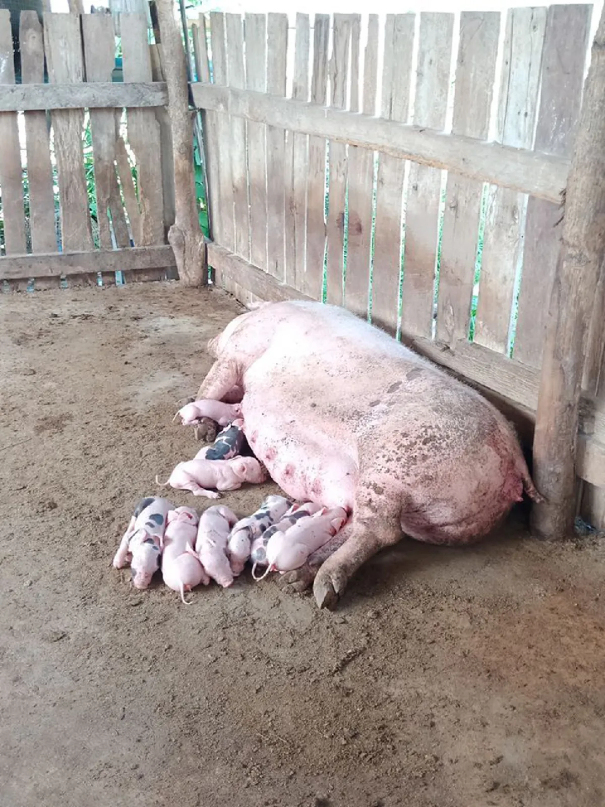 ชาวบ้านแห่ดูลูกหมู 2 หัว คลอดออกมายังมีชีวิตอยู่ เชื่อเป็นเรื่องมงคล