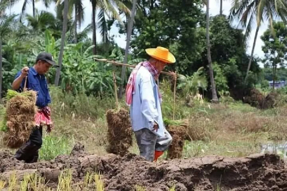 พ่อเมืองเลย หาบกล้า นำทีมลงแขกดำนา ช่วยชาวบ้านที่ถูกน้ำป่าซัด ไร่นาเสียหาย
