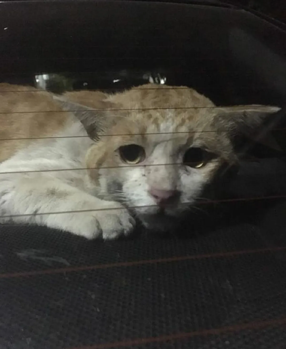 อดีตแมวจรกับแววตาที่ไร้ความสุข แต่พอมีบ้านความกำแหง ก็เข้ามาแทนที่