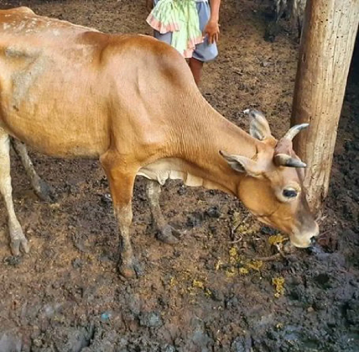 ดาราสายบุญ ใหม่ สุคนธวา เผยแม่วัวท้องแก่ 6 เดือนรอดแล้ว หลังได้ไถ่ชีวิต
