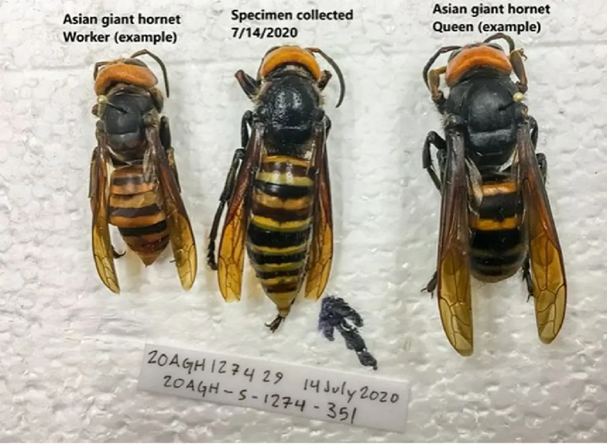 วอชิงตันจับได้แล้วหนึ่ง "ต่อยักษ์เอเชียตัวขนาด2นิ้ว" หลังวางกับดักครึ่งปี ถ้ามันเริ่มแพร่พันธุ์วุ่นทั้งประเทศ มันอันตรายมากๆ