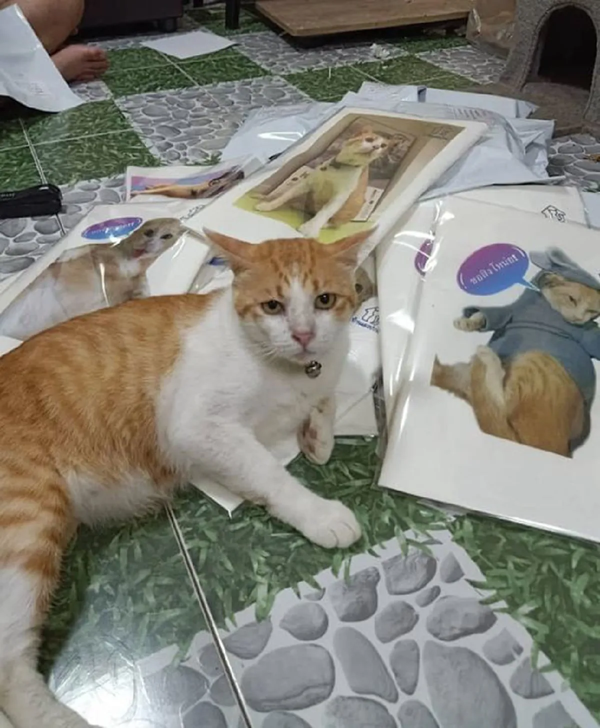 อดีตแมวจรกับแววตาที่ไร้ความสุข แต่พอมีบ้านความกำแหง ก็เข้ามาแทนที่