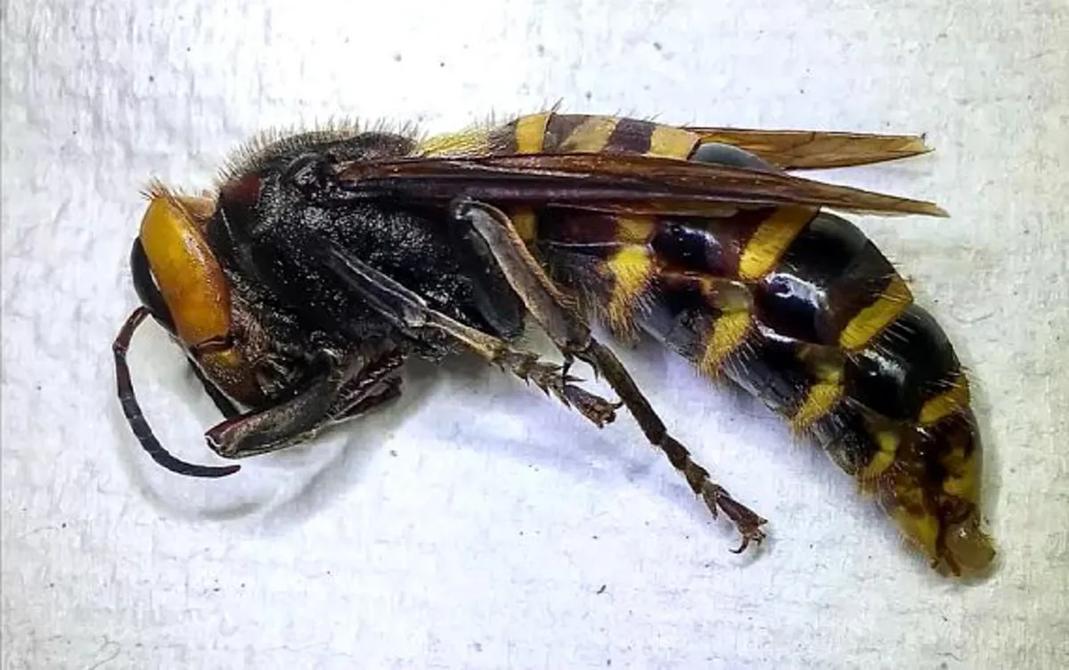 วอชิงตันจับได้แล้วหนึ่ง "ต่อยักษ์เอเชียตัวขนาด2นิ้ว" หลังวางกับดักครึ่งปี ถ้ามันเริ่มแพร่พันธุ์วุ่นทั้งประเทศ มันอันตรายมากๆ