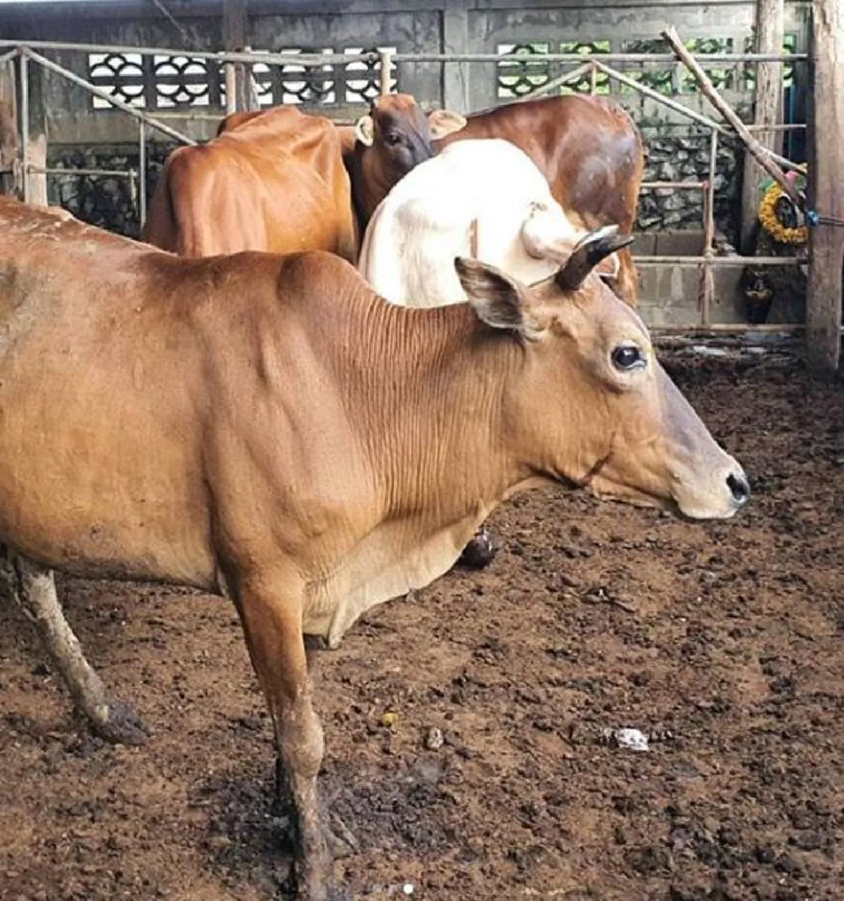 ดาราสายบุญ ใหม่ สุคนธวา เผยแม่วัวท้องแก่ 6 เดือนรอดแล้ว หลังได้ไถ่ชีวิต