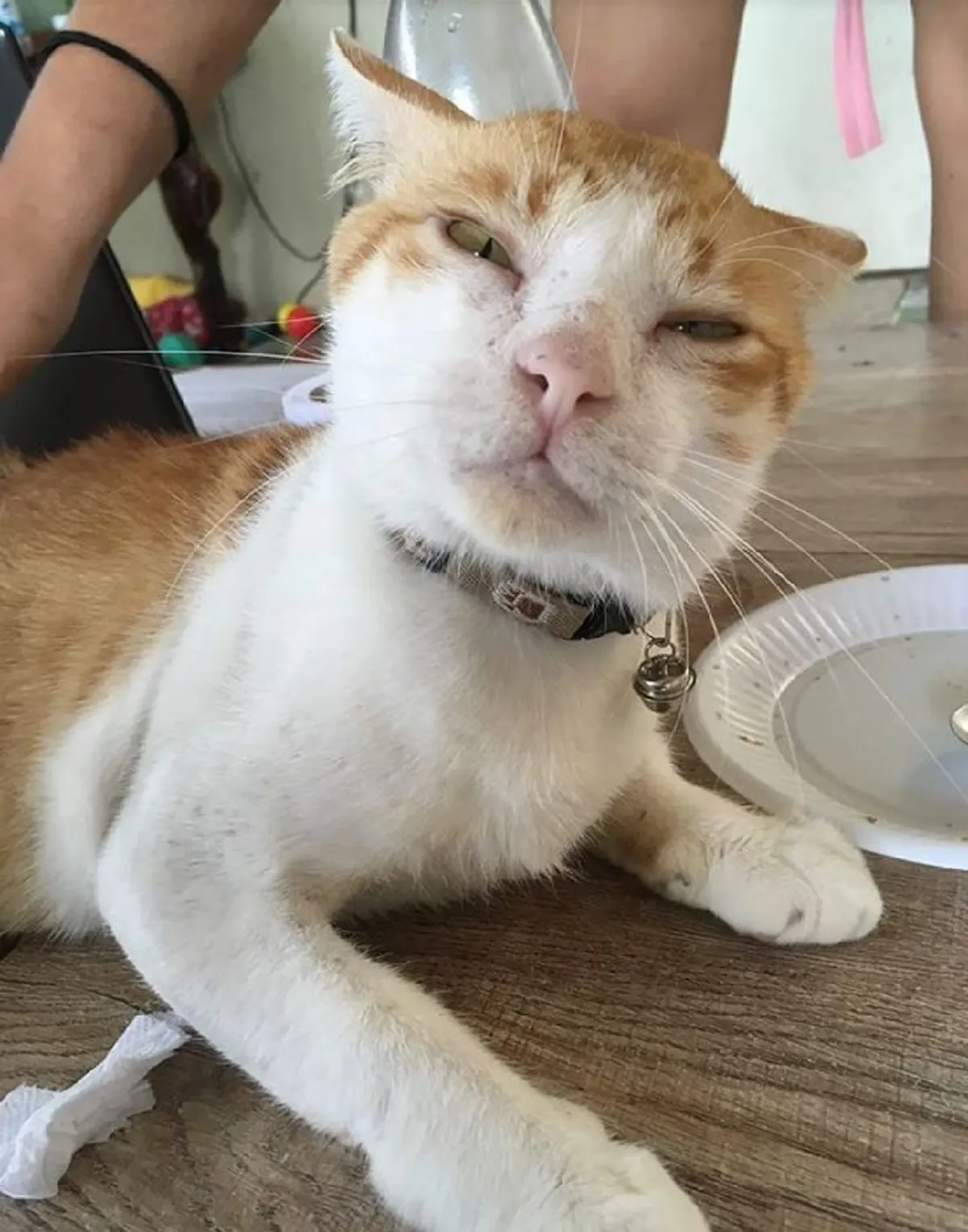 อดีตแมวจรกับแววตาที่ไร้ความสุข แต่พอมีบ้านความกำแหง ก็เข้ามาแทนที่