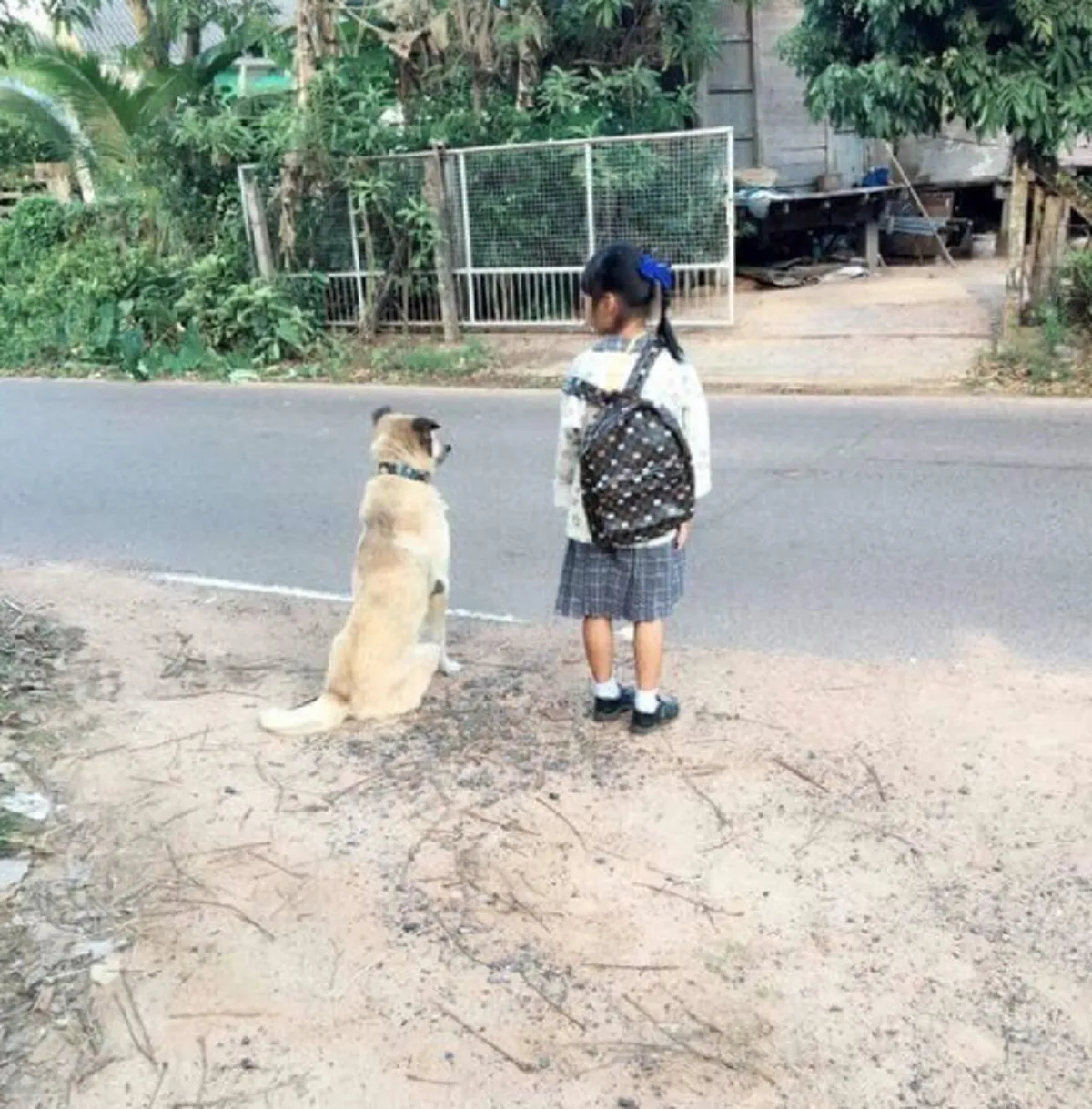 "พี่ตูบ" แสนดี เดินมาส่งน้องขึ้นรถโรงเรียนทุกเช้า ตอนเย็นก็มารอรับกลับบ้านด้วยทุกวัน