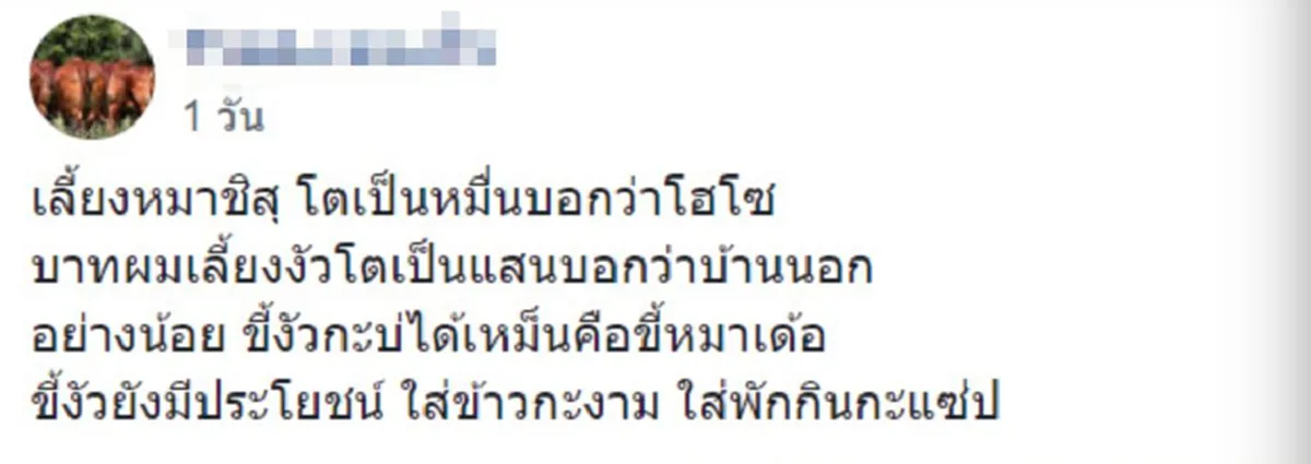 หนุ่มเลี้ยงวัว ตัวนึงราคาเป็นแสน พอจะจีบสาว โดนเหยียดว่าจน แถมบ้านนอก