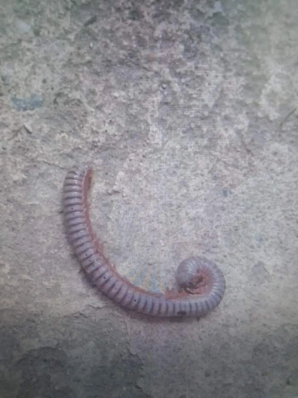 เฉลยแล้ว สาเหตุแผลไหม้แดงเถือกบนเท้าหนูน้อย หลังสัมผัสกิ้งกือที่ซ่อนอยู่ในรองเท้า