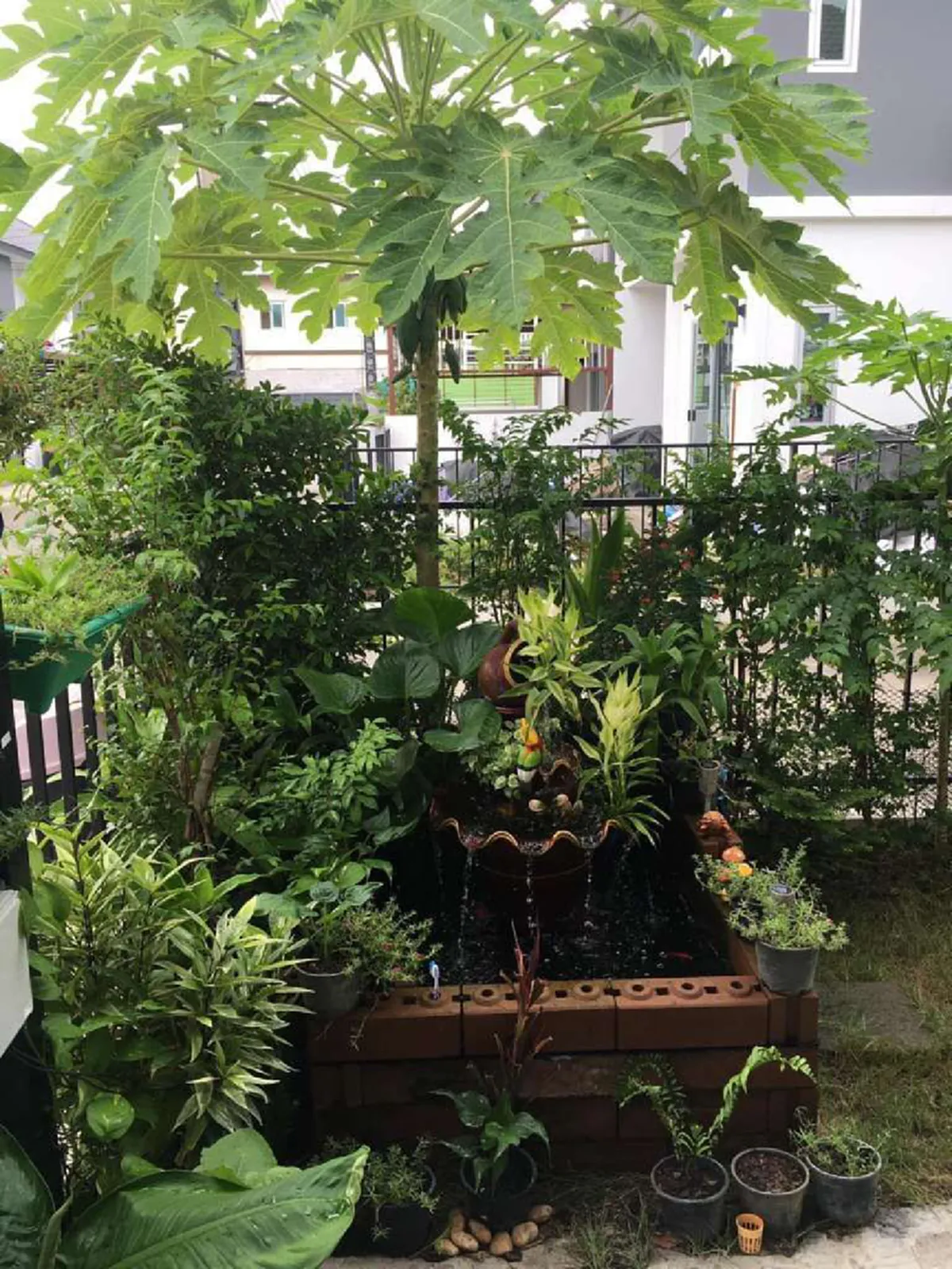 หนุ่มไม่สนคำโบราณ ปลูกต้นมะละกอไว้หน้าบ้าน นับวันรออาถรรพ์เข้าตัว สุดท้ายเจอดีเต็มๆ