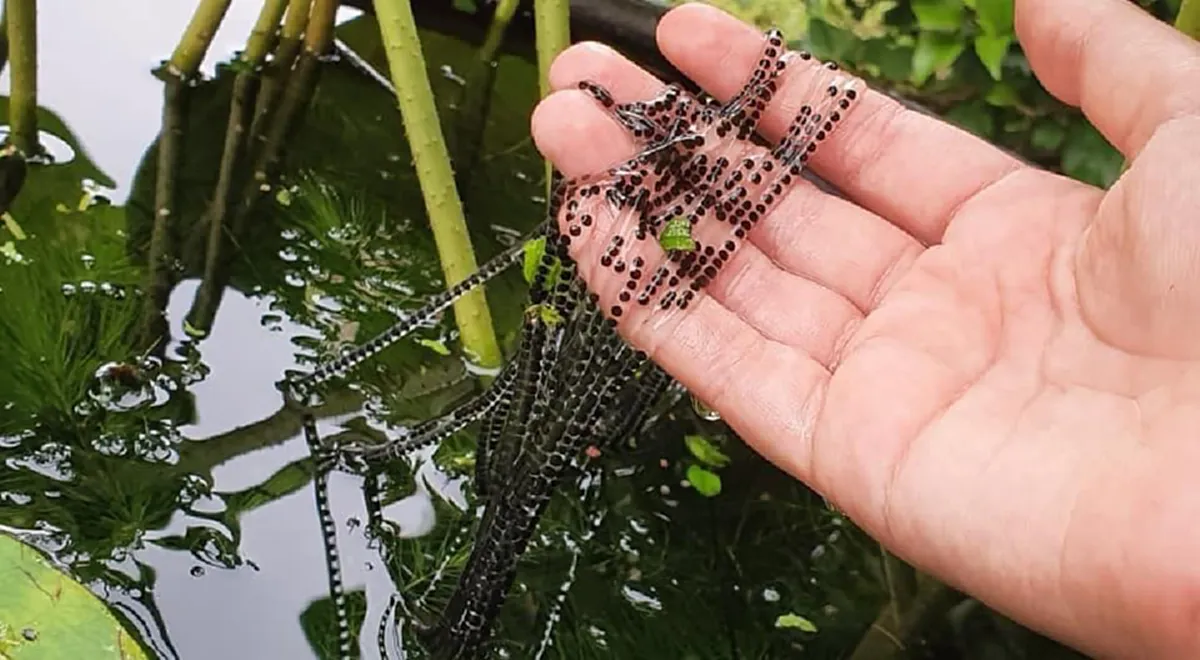 หนุ่มเจอไข่ปริศนาอยู่ในอ่างบัว ตัดสินใจใช้มือช้อนขึ้นมาถ่ายรูปใกล้ๆ