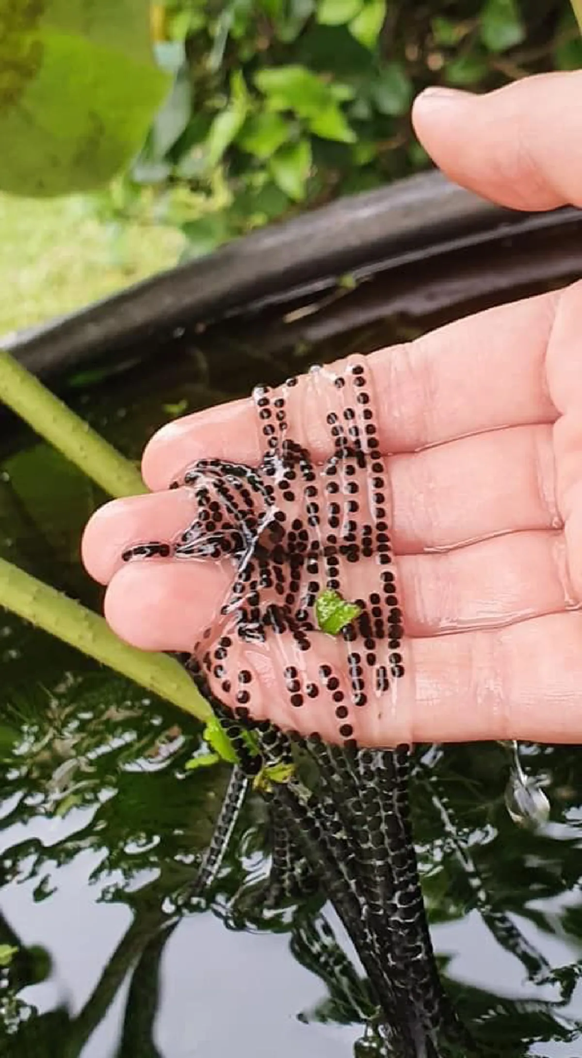 หนุ่มเจอไข่ปริศนาอยู่ในอ่างบัว ตัดสินใจใช้มือช้อนขึ้นมาถ่ายรูปใกล้ๆ