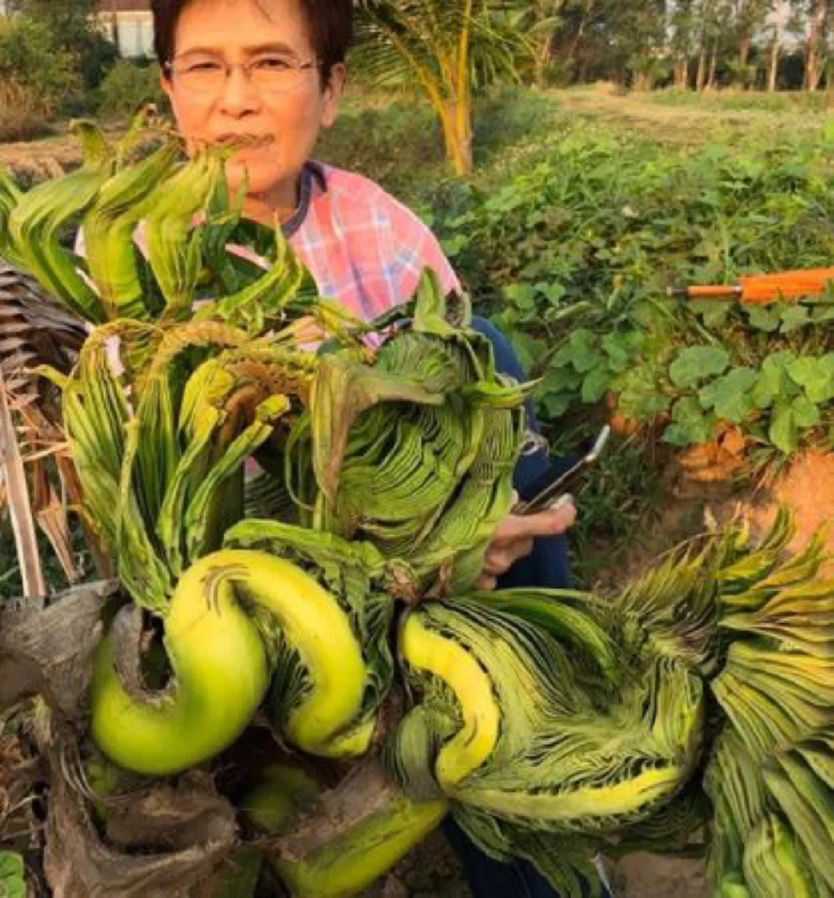 หนุ่ม คงกระพัน โพสต์ภาพต้นอินทผาลัมคล้ายพญานาค คอหวยไม่พลาด แห่ขอเลขที่บ้าน