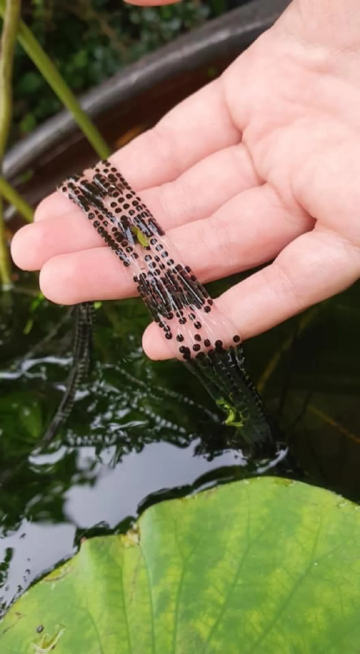 หนุ่มเจอไข่ปริศนาอยู่ในอ่างบัว ตัดสินใจใช้มือช้อนขึ้นมาถ่ายรูปใกล้ๆ
