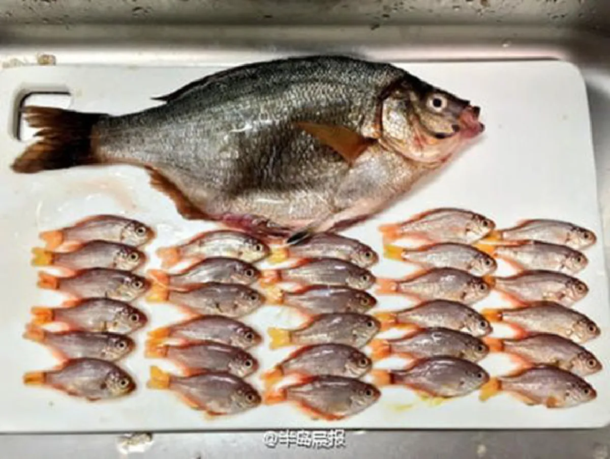 หนุ่มซื้อปลาจากชาวประมง กะไว้ทำกับข้าวกิน แต่ดันได้ของแถม 30 ตัวอยู่ในท้องปลา