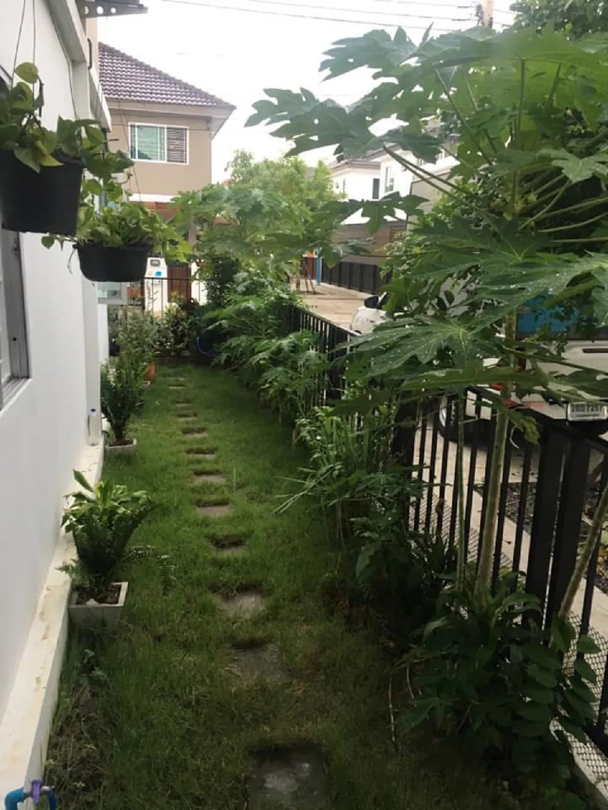 หนุ่มไม่สนคำโบราณ ปลูกต้นมะละกอไว้หน้าบ้าน นับวันรออาถรรพ์เข้าตัว สุดท้ายเจอดีเต็มๆ