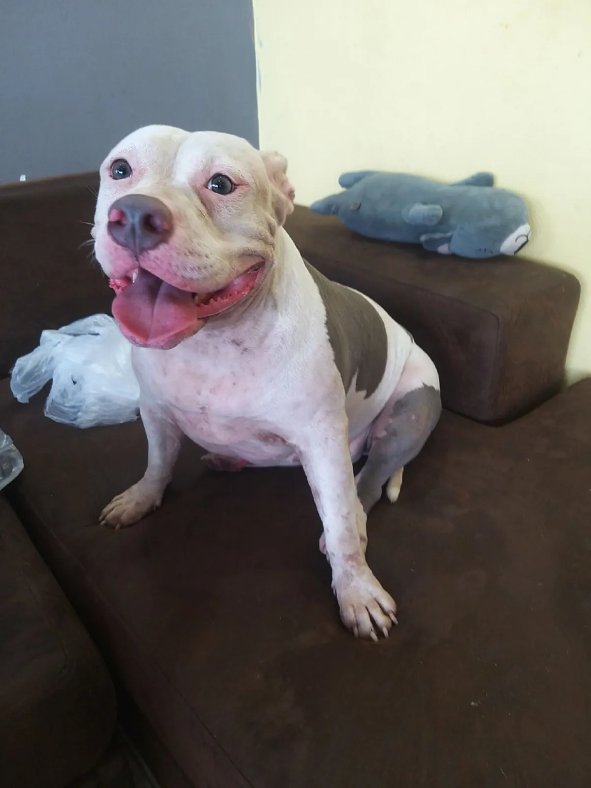 ส่องบ้านหลังใหม่แก๊งพิตบูล 6 ตัว ของเค้ก หลังคนใจดียกให้อยู่ฟรี แต่ส่อวุ่นชาวบ้านต่อต้าน