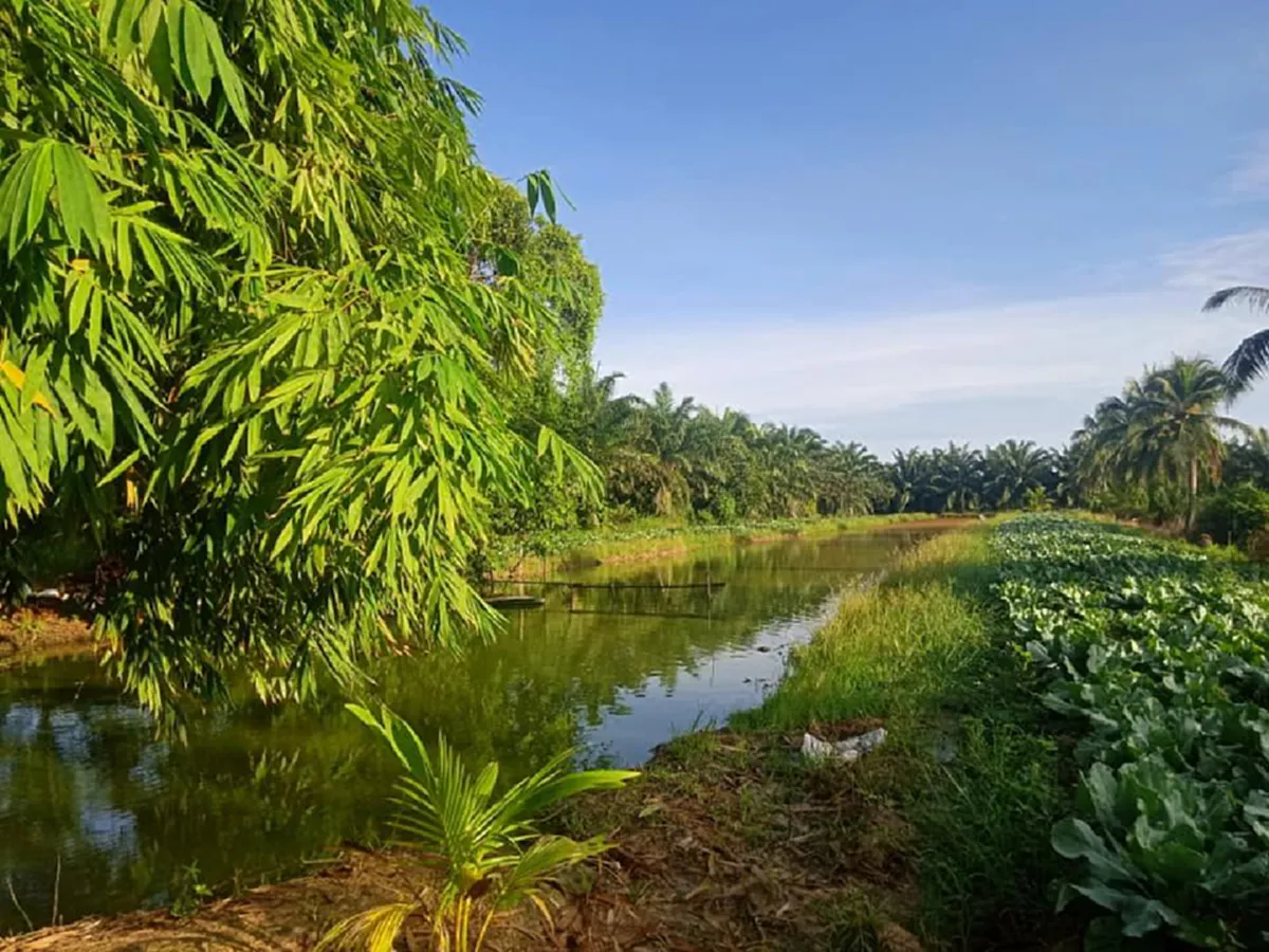 ผญ.เส สร้างชีวิตในฝัน ทำเกษตรแบบผสมผสาน เก็บไข่ ผัก กิน เหลือขายสร้างรายได้เข้าครอบครัว