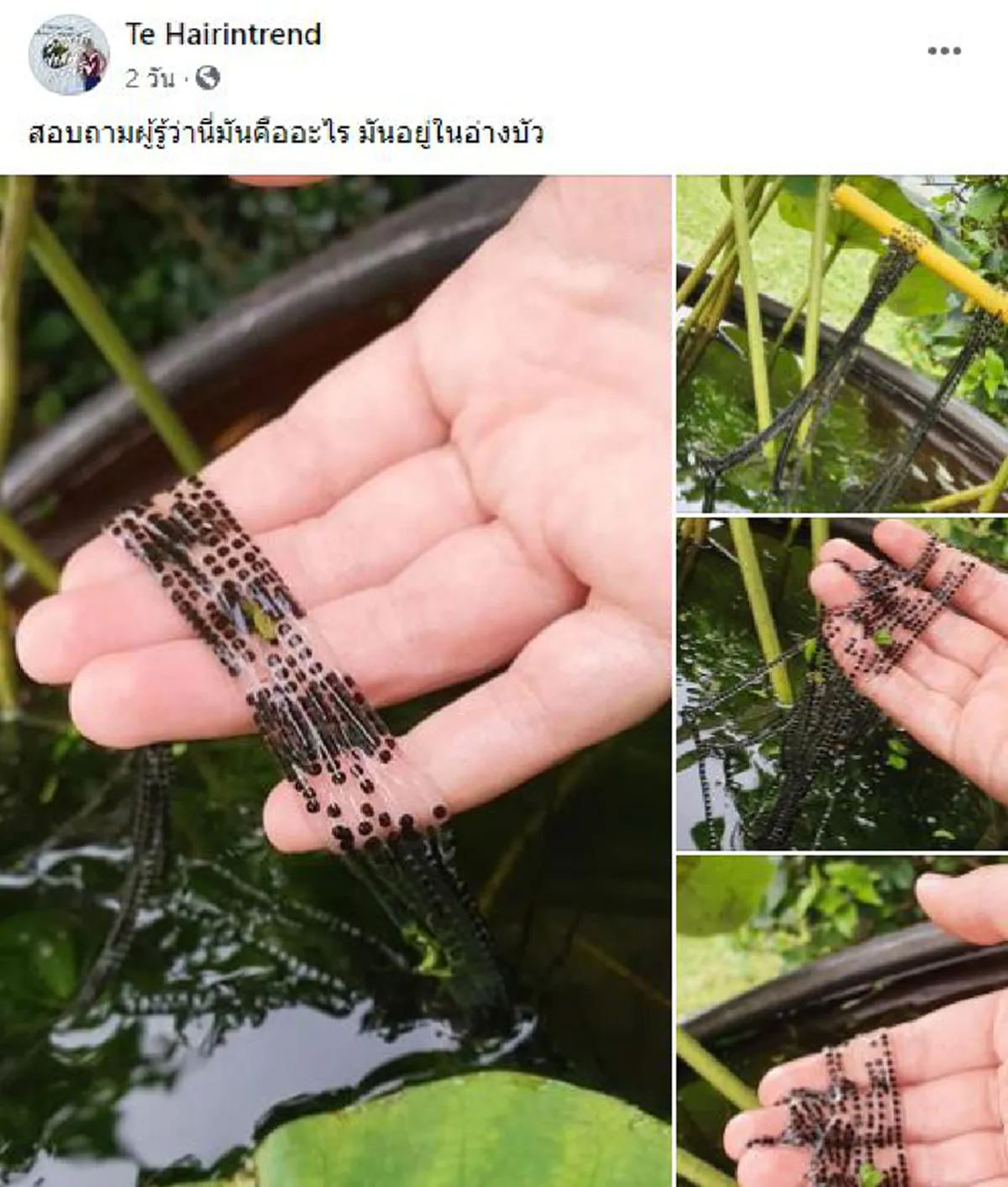 หนุ่มเจอไข่ปริศนาอยู่ในอ่างบัว ตัดสินใจใช้มือช้อนขึ้นมาถ่ายรูปใกล้ๆ