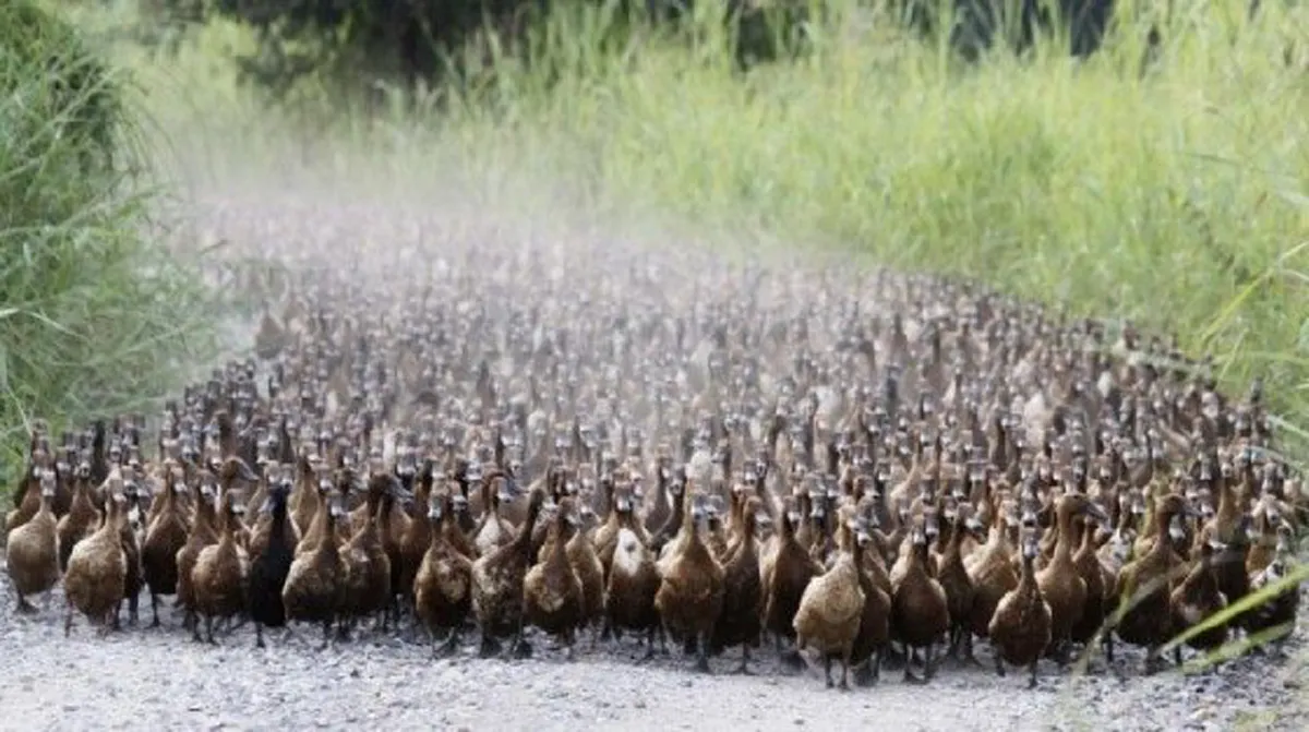 ต่างชาติแห่ยกย่อง เป็ดไล่ทุ่งไทย ปล่อยสู่นาข้าวนับหมื่นตัว เพื่อภารกิจสำคัญ