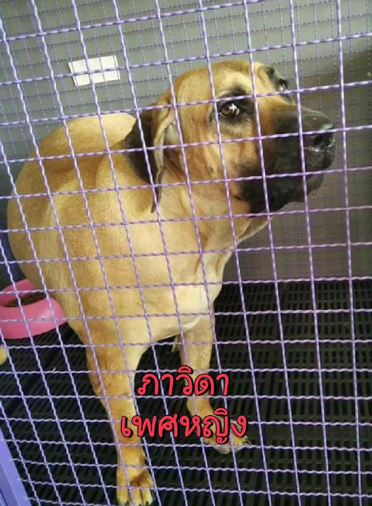 เพจดังวอชด็อก ไทยแลนด์ ประกาศหาบ้าน ให้พิตบูลทั้ง 6 ตัว ของแม่หงษ์ เผยไม่เลี้ยงต่อแล้ว