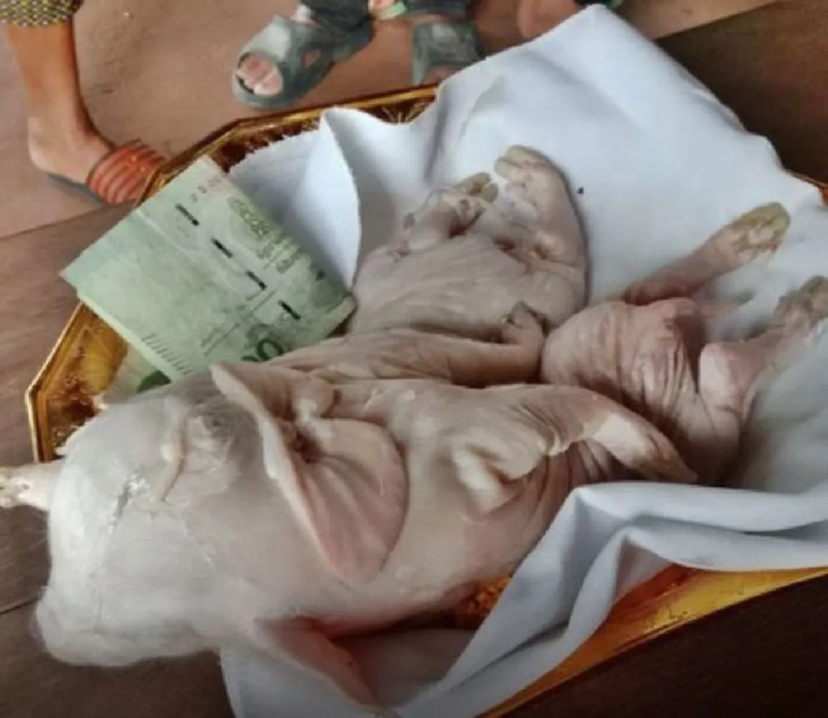 สุดฮือฮา ชาวบ้านแห่ดู “เจ้าโป๊ยก่าย” ลูกหมูประหลาดมี 8 ขา เจ้าของจะเก็บรักษาไว้ เชื่อมาให้โชค