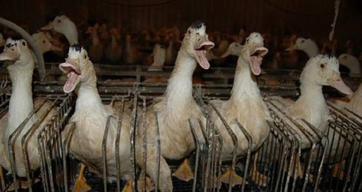 เบื้องหลังเมนูตับห่าน แท้จริงแล้ว มันคือนรกสำหรับชีวิตห่านทุกตัว เห็นแบบนี้ยังกล้ากินอีกหรือ