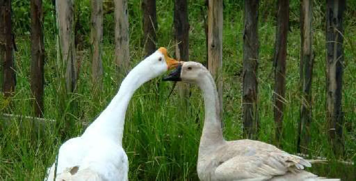 เบื้องหลังเมนูตับห่าน แท้จริงแล้ว มันคือนรกสำหรับชีวิตห่านทุกตัว เห็นแบบนี้ยังกล้ากินอีกหรือ