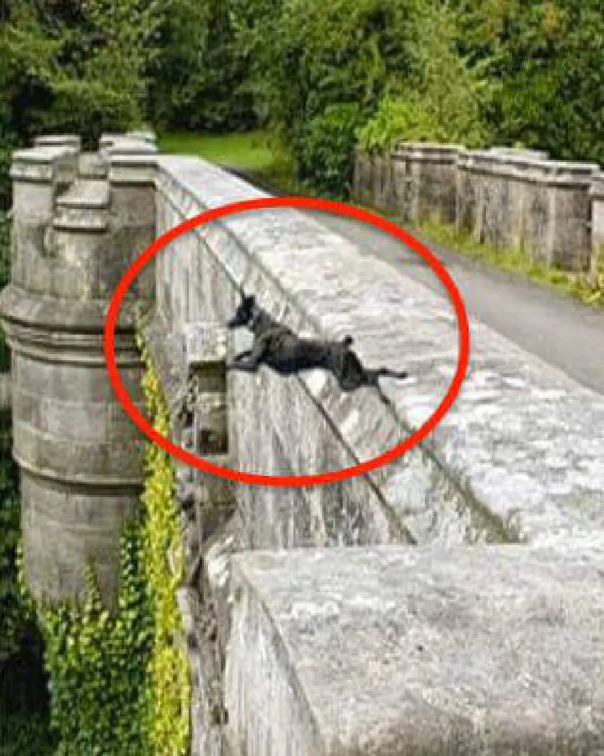 เรื่องราว “สะพานสุสานสุนัข” พวกมันจะมากระโดดลงไปกว่า 600 ตัว โดยไม่ได้นัดหมาย และทำซ้ำๆมาจนถึงทุกวันนี้